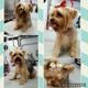 Bless Your Pawz, LLC mobile dog grooming spa