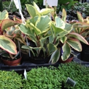 Gale's Brunswick Garden Center - Nurseries-Plants & Trees