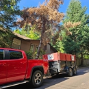 Urban Tree Restoration - Tree Service