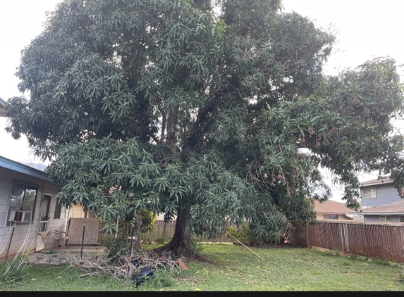 Kai's Affordable Tree Maintenance, LLC - Haleiwa, HI. Looking for a trimmer for mango tree. Haul away is mandatory  please.  Contact info as follows: (808) 389-6858. Nina