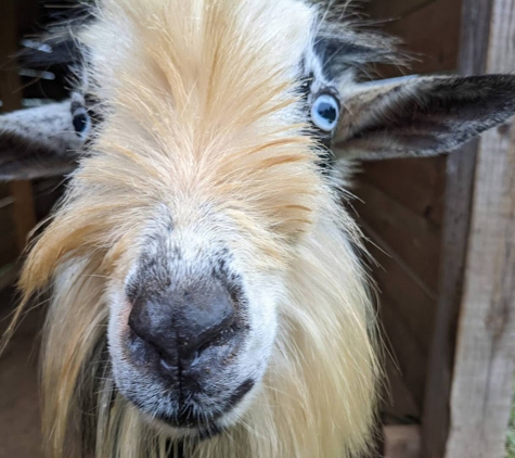 Bed and Breakfast at Asheville Farm - Leicester, NC. friendly, adorable mini goats