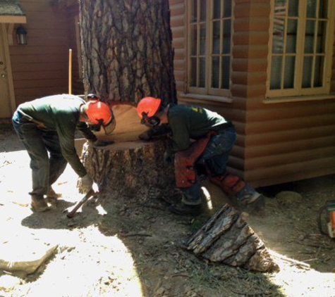 R & R Tree Service