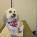 Blue Collar Pet Salon & Self Service - Pet Grooming