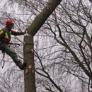 Total Tree Service - Tree Service