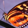 Audubon Butterfly Garden and Insectarium gallery