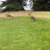 Sea Ranch Golf Course gallery