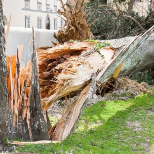 Woodstock Tree and Stump Removal - Coldstream, VIC
