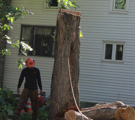 Magoon Tree - Canterbury, NH