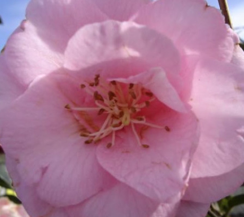 Mittagong Garden Centre - Yerrinbool, NSW