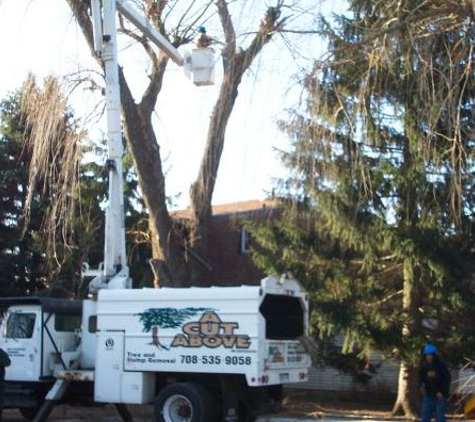 A Cut Above Tree & Stump Removal, Inc. - Oak Forest, IL