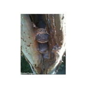 Gallery Image Number 3
