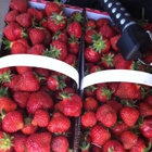 Thompson Strawberry Farm