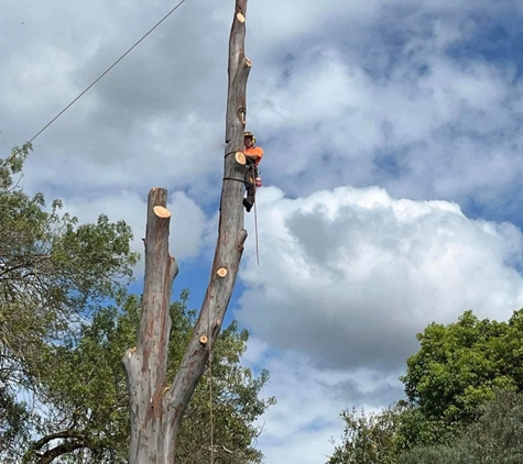 Harringtons Tree Services - Mount Evelyn, VIC