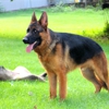 Burg-Wachter German Shepherds gallery