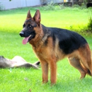 Burg-Wachter German Shepherds - Pet Breeders