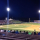 Delmarva Shorebirds