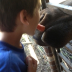 Reindeer Farm