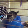 Furrylovables Chinchilla Breeder & Rescue gallery