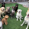 101 Dog Trainer gallery