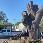 Tree Tech