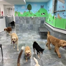 City Tails NYC - Pet Boarding & Kennels