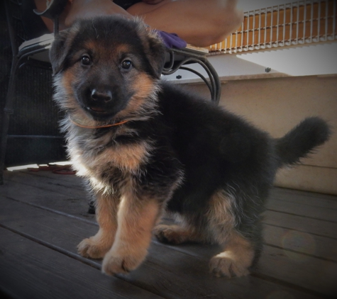 Florida German Shepherd Puppies - Orlando, FL