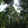 Allison Tree Service gallery