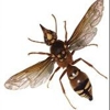 All Pro Pest Control LLC gallery