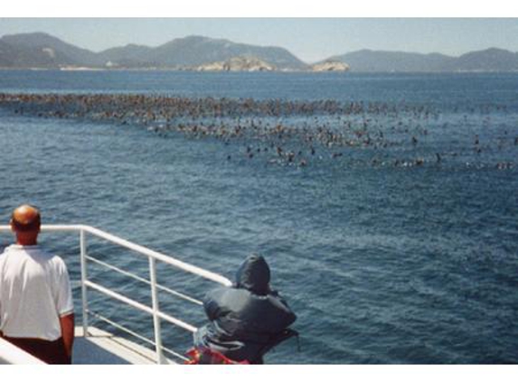 Wildlife Coast Cruises - Cowes, VIC