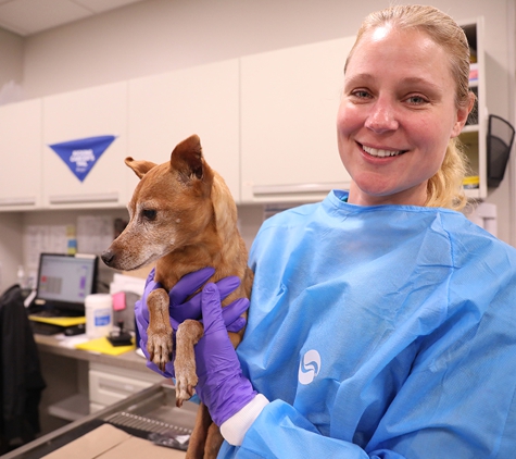 BluePearl Pet Hospital - New York, NY