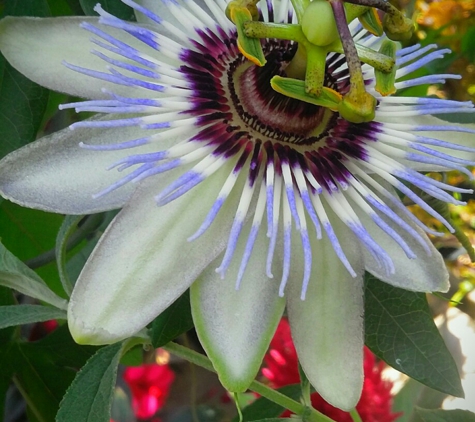 Ott's Exotic Plants - Schwenksville, PA. A Passion flower peaks out from the greenhouse...photo by DanielleDCharene