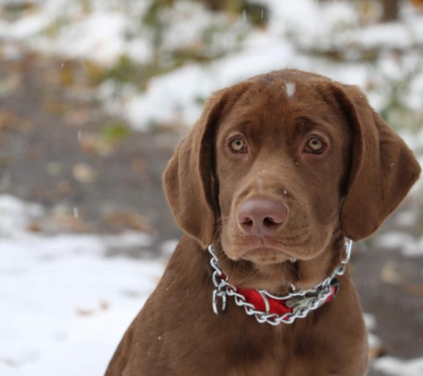 Yorkshire Animal Hospital - Webster Groves, MO