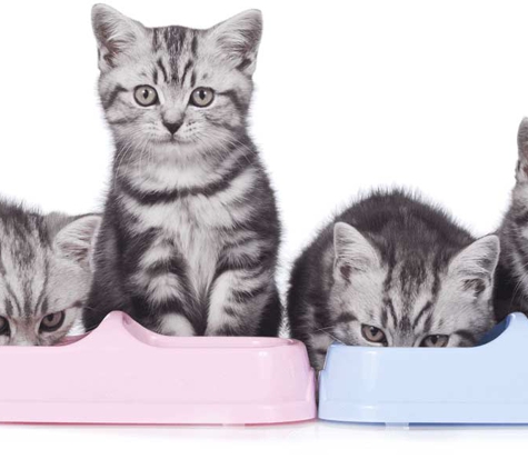 Alcorn Street Veterinary Clinic
