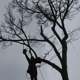 ArborJacks Tree Service