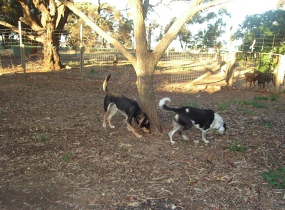 Kellmann Kennels - Templers, SA