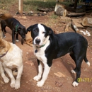 Alabama Angels Dog Rescue, Inc (non-profit) - Animal Shelters