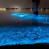 Florida Adventurer: Bioluminescent Kayaking Cocoa Beach gallery