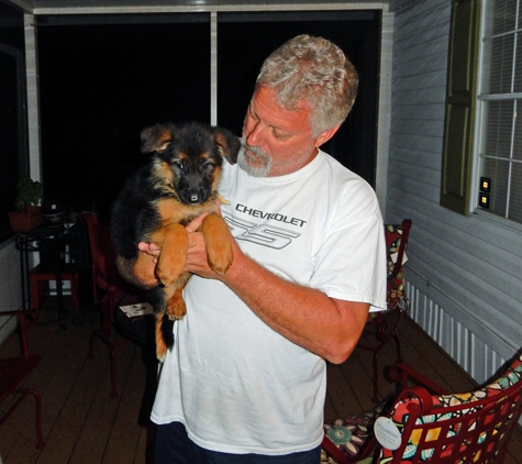 Florida German Shepherd Puppies - Orlando, FL