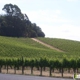 John Anthony Vineyards