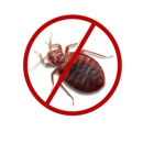 FL Bed Bug Experts - Pest Control Services