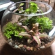 Roosevelt's Terrariums