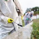 Pied Piper Pest Control - Pest Control Services