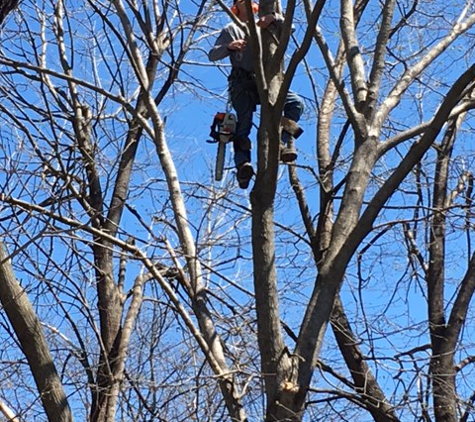 Autumn Tree Service Inc - Schenectady, NY. Climbing the Butternut to trim it.