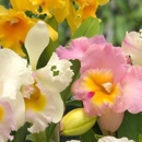 Akatsuka Orchid Gardens - Wholesale Plants & Flowers
