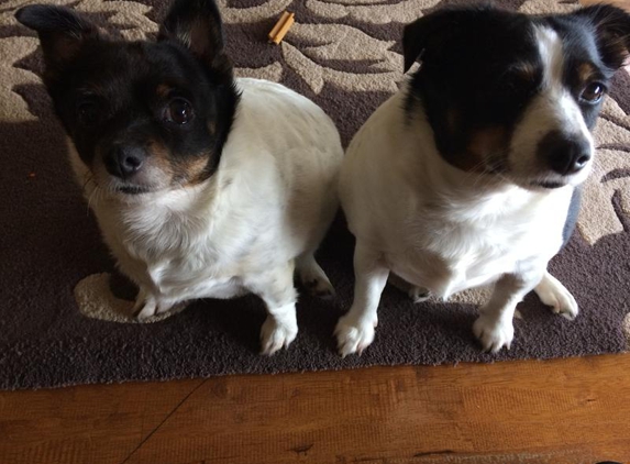 Furkids Veterinary Surgery - Greenbank, QLD. MY COCO & KODI