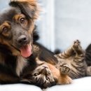 Bay Pines Veterinary Clinic - Veterinarians