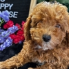 Sugar Sweet Georgia Puppies gallery
