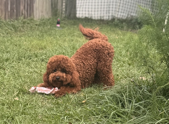 Royal Plush Doodles - Tampa, FL. He's such playful young man