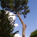 Mandella's Tree Service - Tree Service