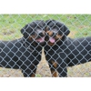 Doyle's Rottweilers gallery